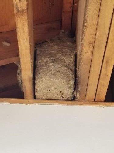 Bald Faced Hornets Nest