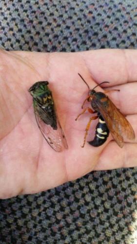 Cicada Killer