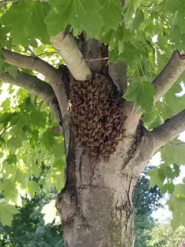 Honey Bee Swarm (Not a Pest)