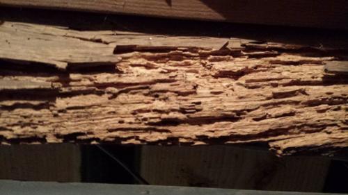 Powder Post Beetle Damage to Framing Lumber