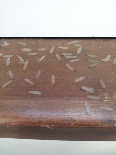 Spent Swarming Termite Wings on Window Sill