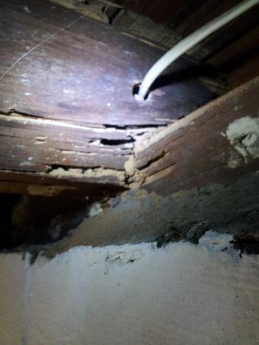 Termite Damaged Lumber with Frass & Mud