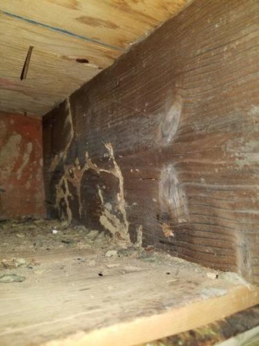 Termite Shelter Tubes and Scarring
