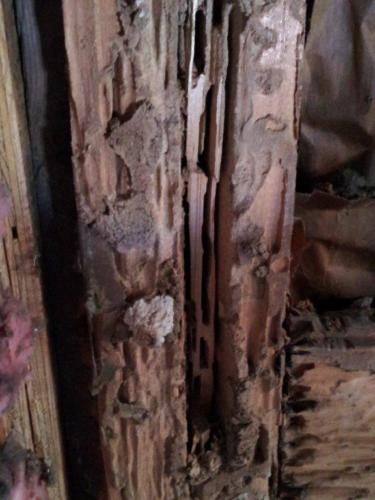 Termite  Carpenter Ant Evidence